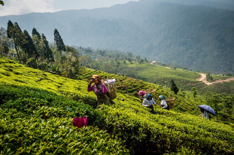 Una de las plantaciones de té de DOTEPL en Darjeeling, en el norte de la India