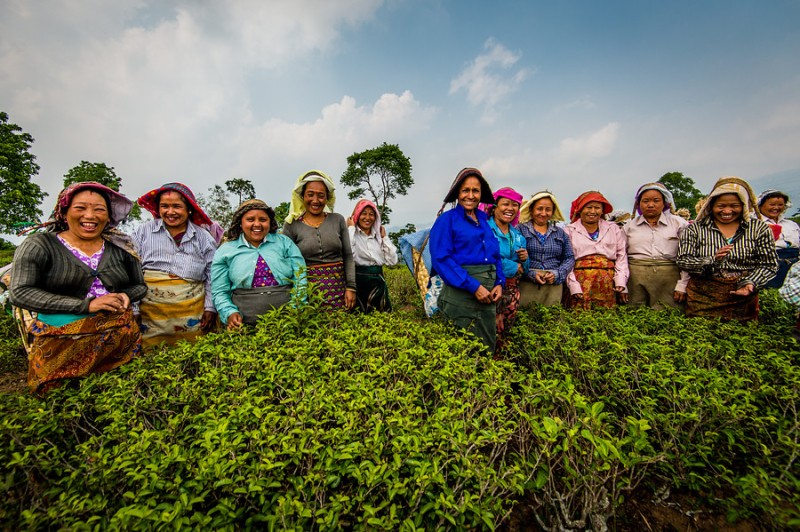 Un grup de recol·lectores de te en una de les plantacions de DOTEPL