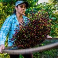 Tamizado de ramitas y hojas de cerezas de café en la cooperativa de café brasileña Coopfam