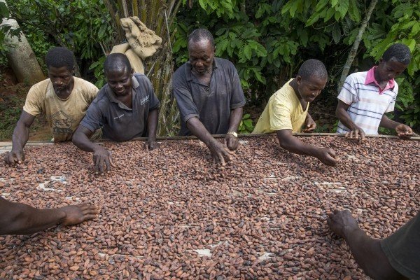  Miembros de pequeños agricultores ecookim secando sus granos de cacao.