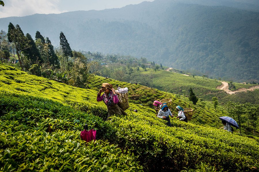 La organización socia de Oikocredit, DOTEPL, cultiva té orgánico en Darjeeling, al norte de India.