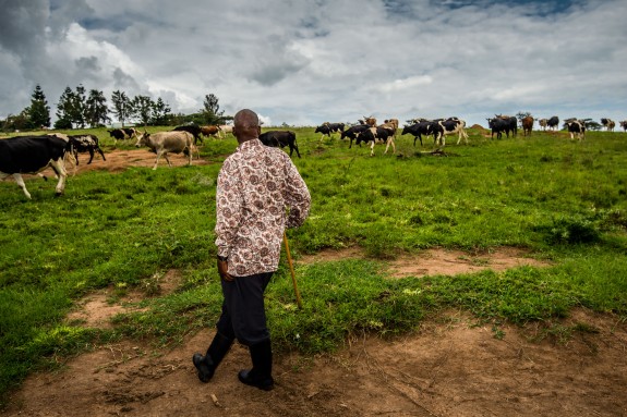 El granger jubilat, el reverend James Katamunanwire (membre de la cooperativa RUSSO) que porta el seu bestiar