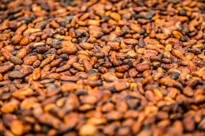 Granos de cacao de comercio justo, de organizaciones financiadas por Oikocredit bajo criterios de banca ética.
