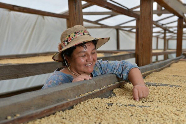 Granos de café siendo seleccionados por Sandra Romo Moya, caficultora y miembro de FAPECAFES, en la planta procesadora de Catamayo.