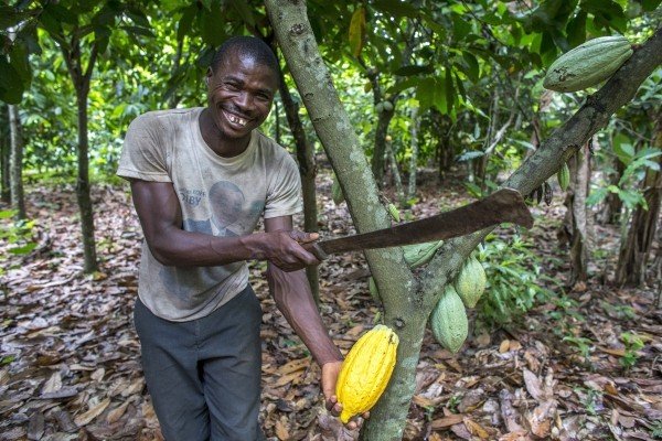 Miembro de Ecookim y plantador de cacao Firmin Kouakou N'dri cosechando vainas de cacao maduras.
