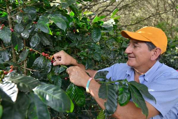 Miguel Mosquera, caficultor i membre de FAPECAFES, recol·lectant les baies de cafè a Catamayo.