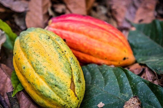 Fruto del cacao. Comercio Justo y Finanzas éticas.