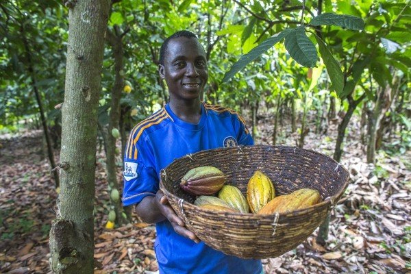 Yao Kouakou, miembro de Ecookim y plantador de cacao, cosecha vainas de cacao.