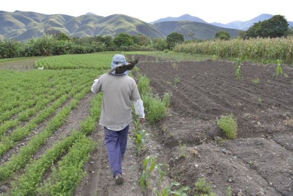 Angel Yaguana es guanya la vida cultivant alfalfa a Malacaltos.